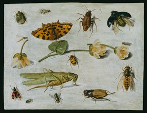 Insectes